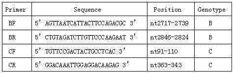 Polymerase chain reaction detection method of hepatitis B virus genotyping