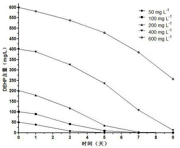 Achromobacter sp. MT-H used for degrading di-2-ethylhexylphthalate