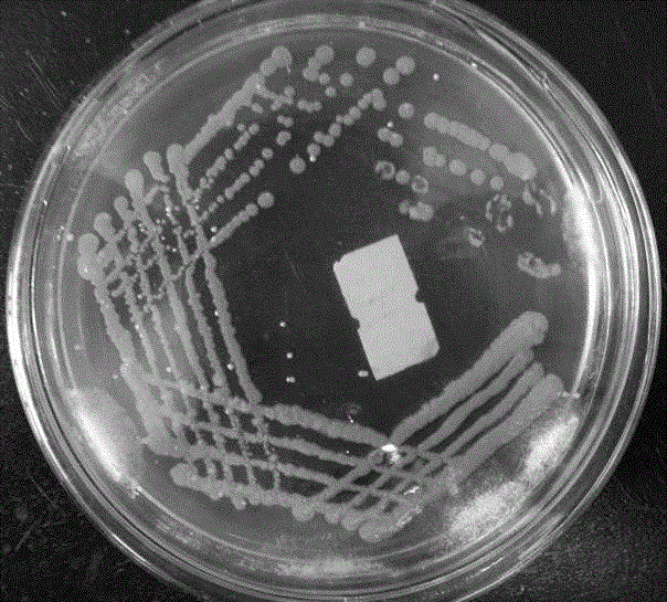 Achromobacter sp. MT-H used for degrading di-2-ethylhexylphthalate