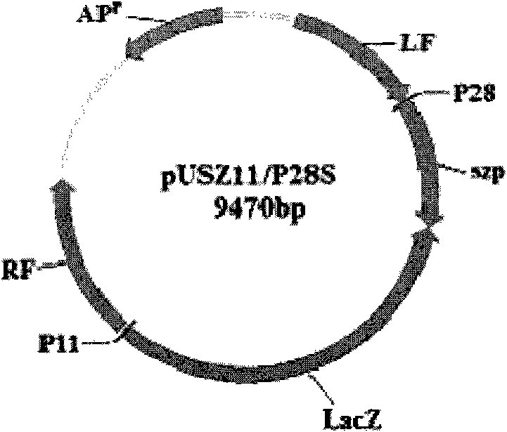 Recombinant Swine pox virus (SPV) vector vaccine for the expression of Streptococcus equi subsp zooepidemicus (SEZ) M-like protein (SzP)