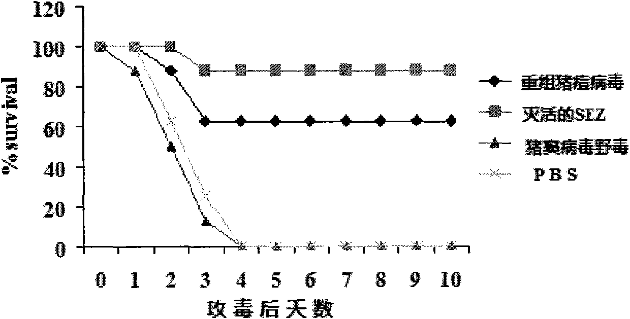 Recombinant Swine pox virus (SPV) vector vaccine for the expression of Streptococcus equi subsp zooepidemicus (SEZ) M-like protein (SzP)