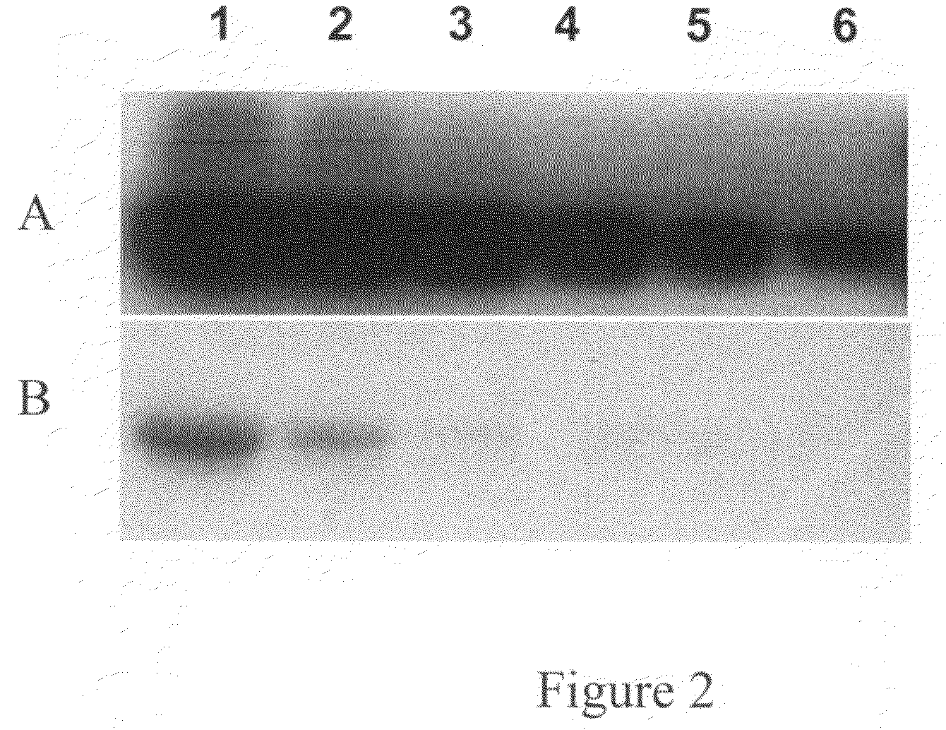 Devices and methods for profiling enzyme substrates