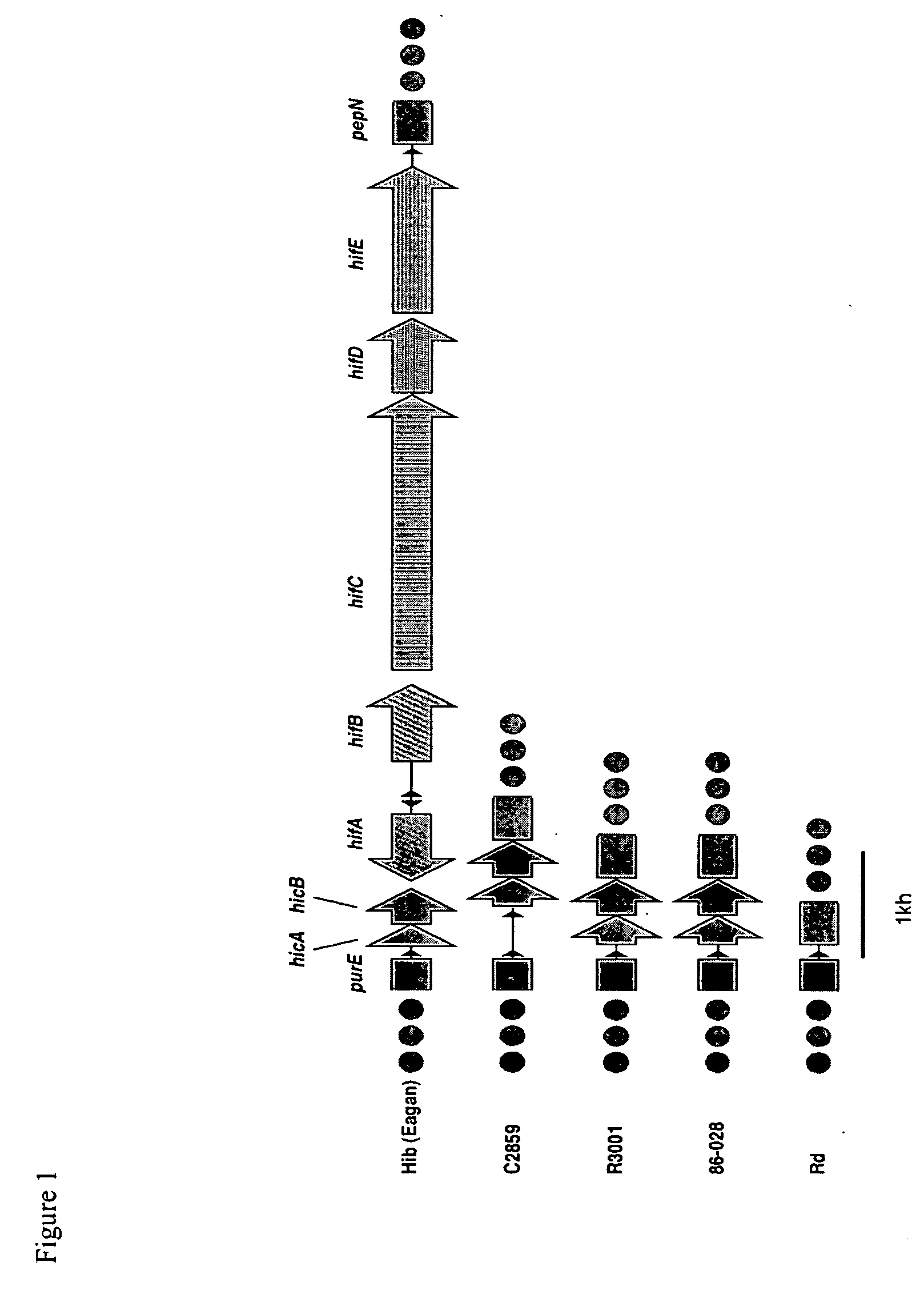 Genes of an otitis media isolate of haemophilus influenzae