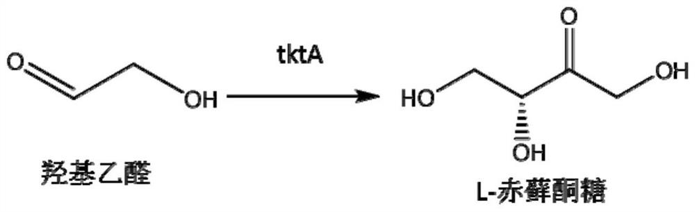 A kind of production method of l-erythrulose and erythritol