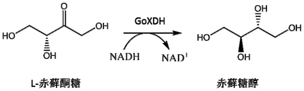 A kind of production method of l-erythrulose and erythritol