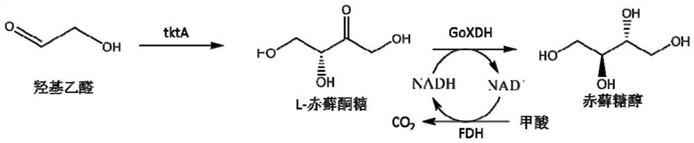 A kind of production method of l-erythrulose and erythritol