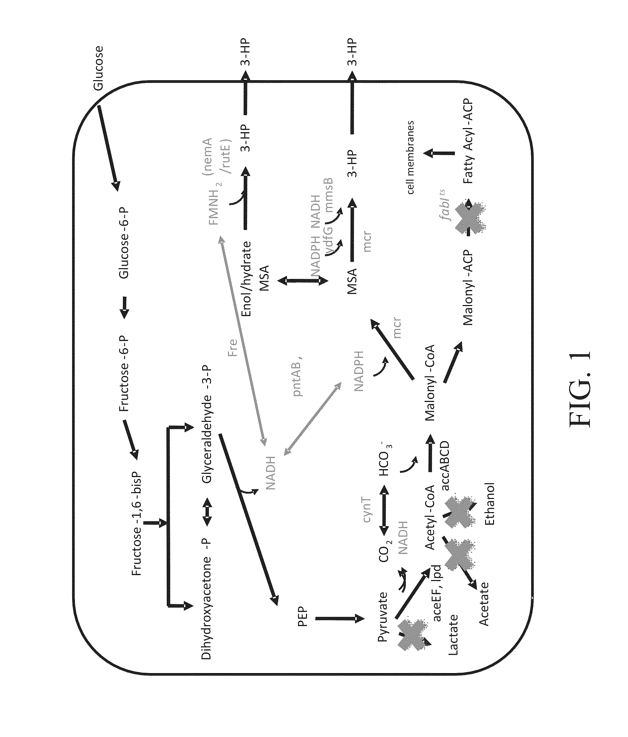 Acetyl-coa carboxylases