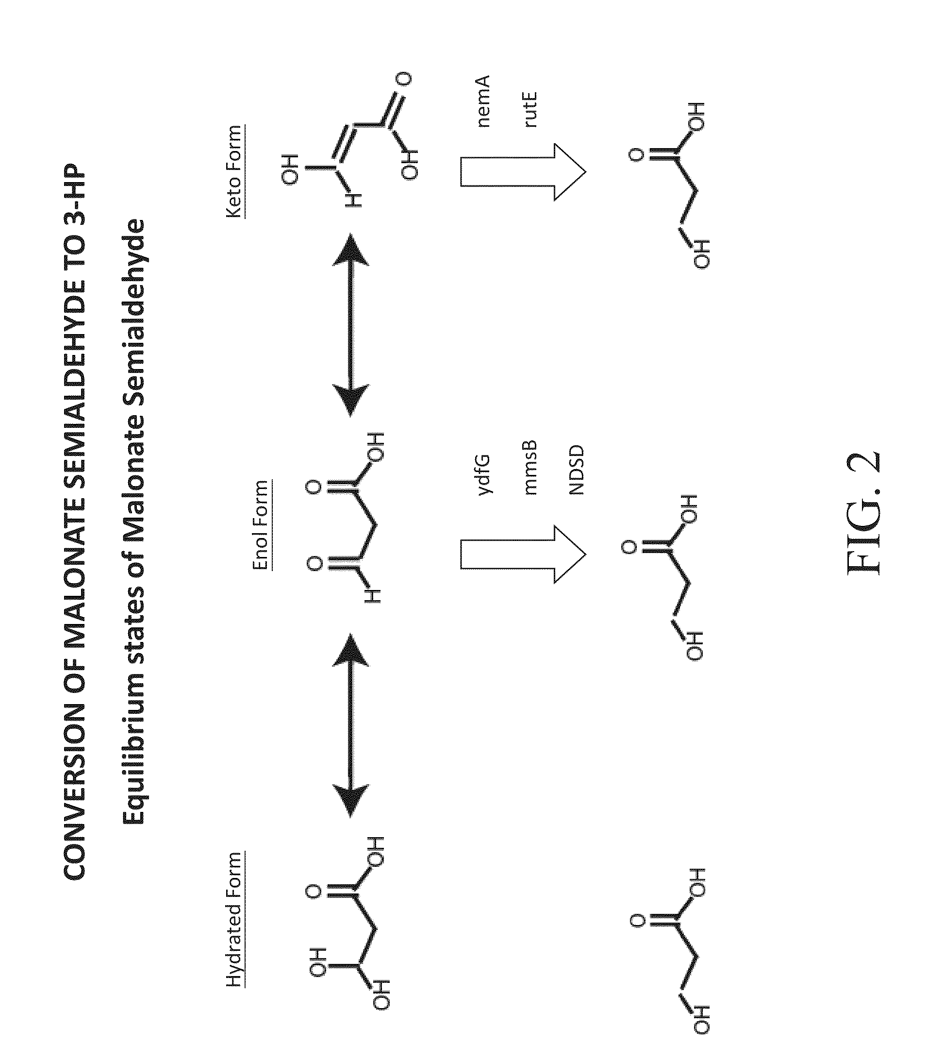 Acetyl-coa carboxylases