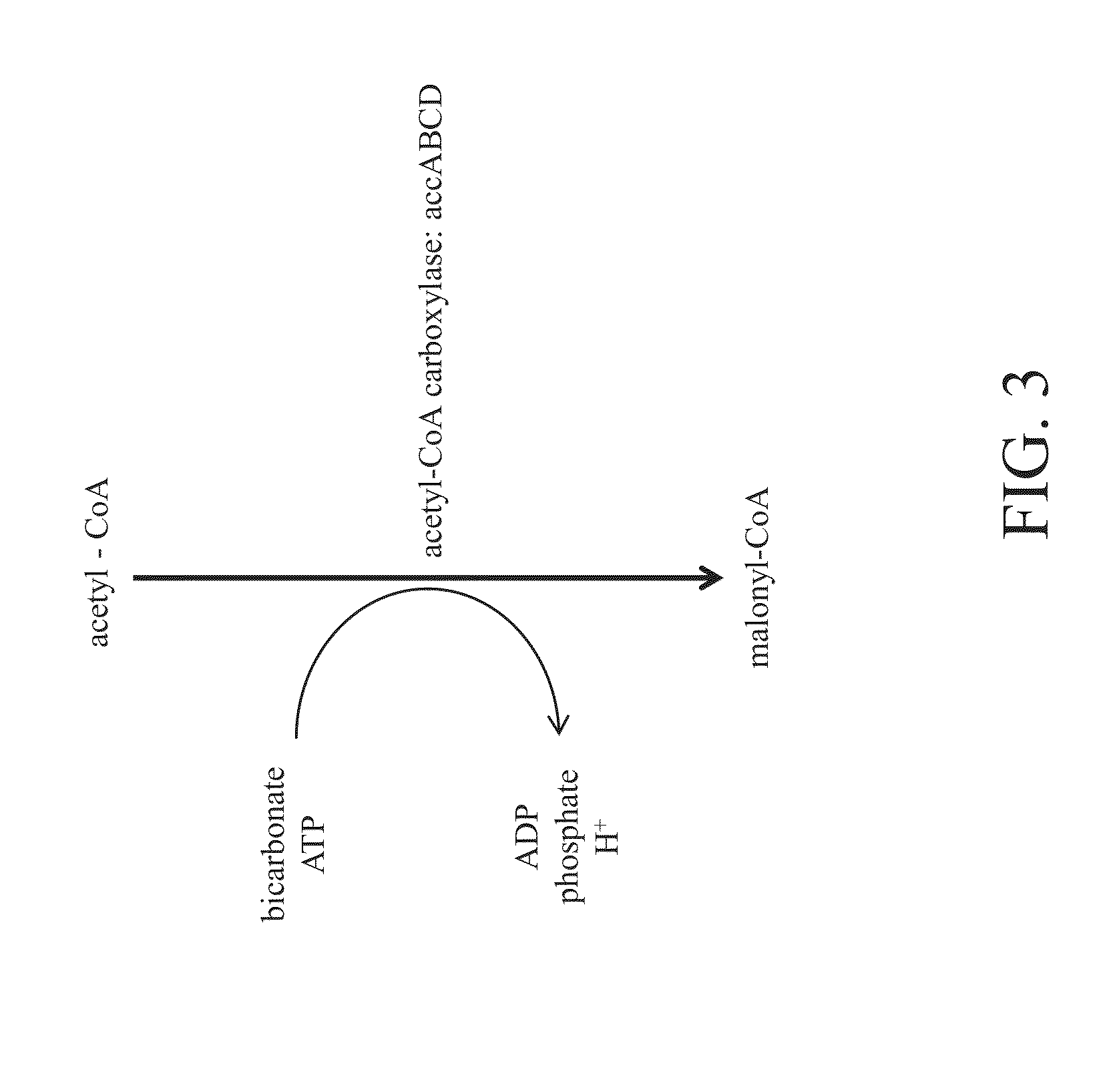 Acetyl-coa carboxylases