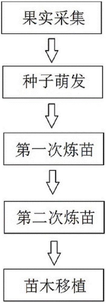 Artificial breeding method for rhododendron huadingense seedlings