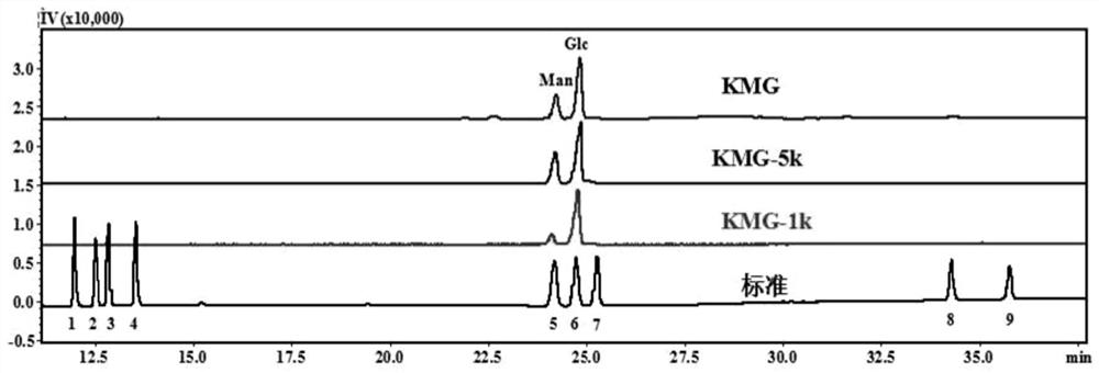 Application of konjac polysaccharide degradation products KGM-1k and KGM-5k in preparation of probiotic protective agent