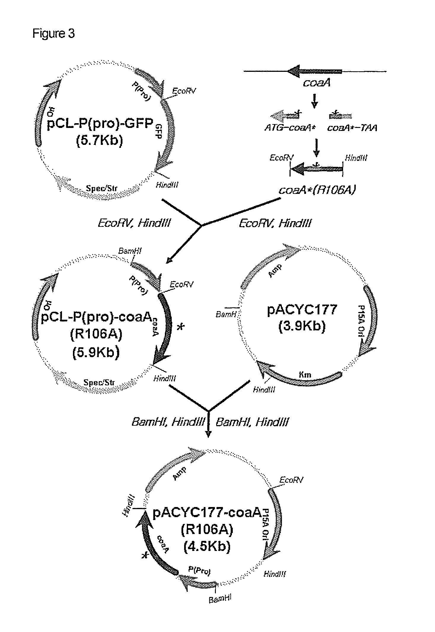 Microorganism producing O-acetyl-homoserine and the method of producing O-acetyl-homoserine using the microorganism