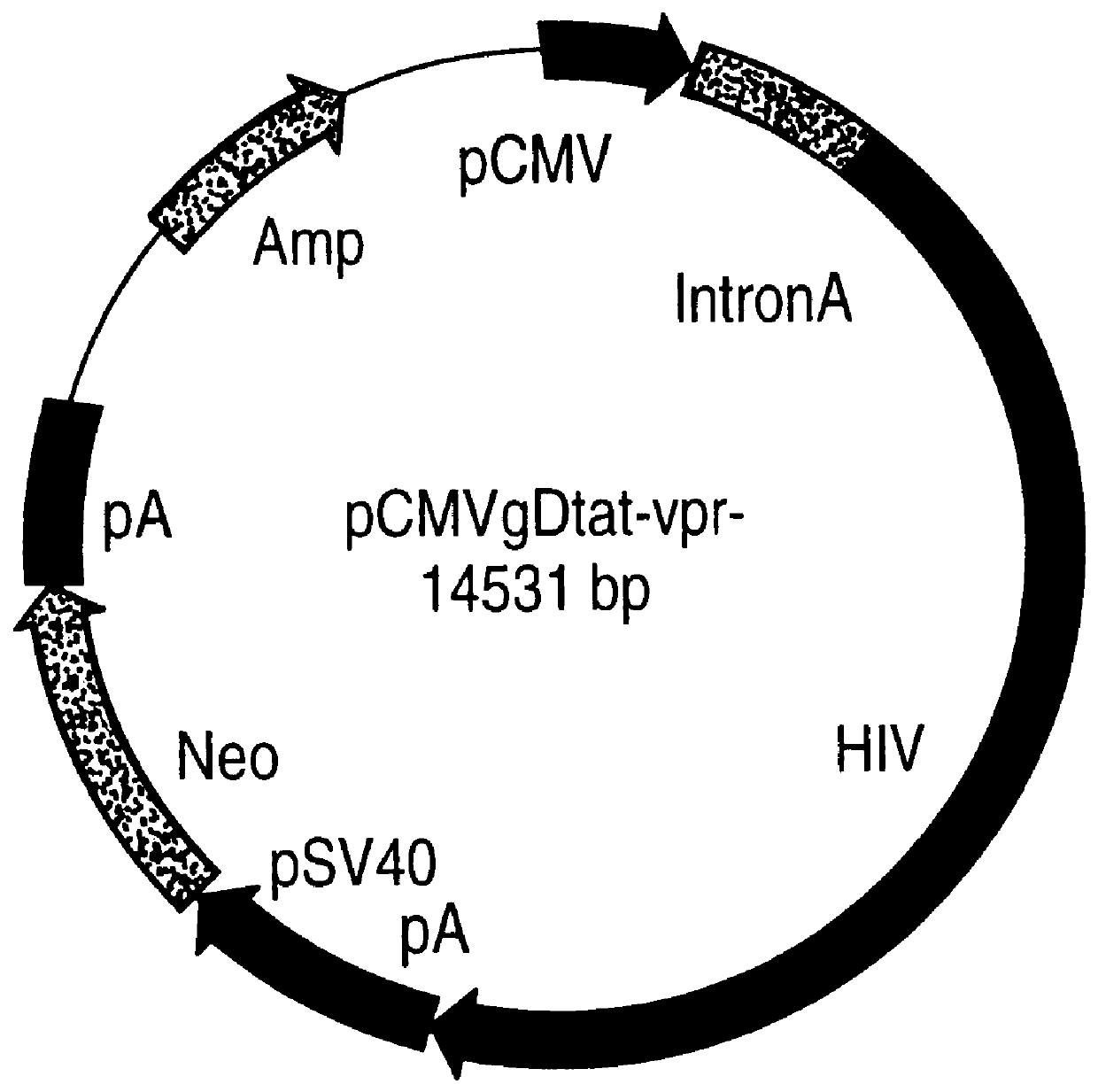 Constitutive expression of non-infectious HIV-like particles