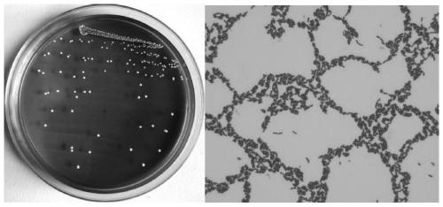 Application of lactobacillus plantarum LP33 to preparation of products for preventing lead poisoning