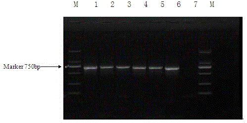 DNA bar code standard gene used for identifying culex modestus and applications