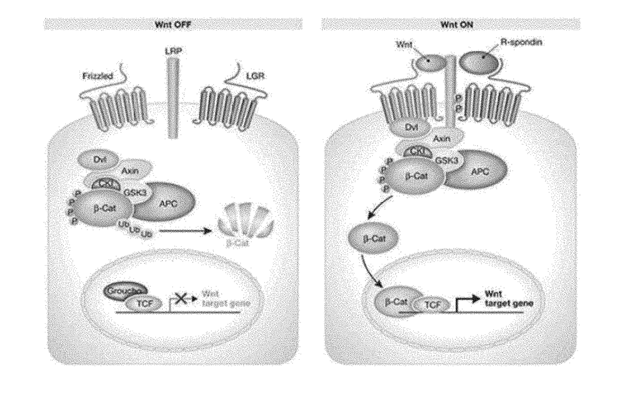 Antibody for Recognizing Specific Motif of WLS Protein, and Pharmaceutical Composition Comprising Same