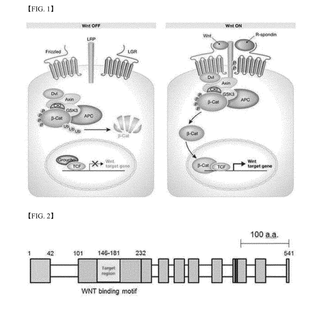 Antibody for Recognizing Specific Motif of WLS Protein, and Pharmaceutical Composition Comprising Same