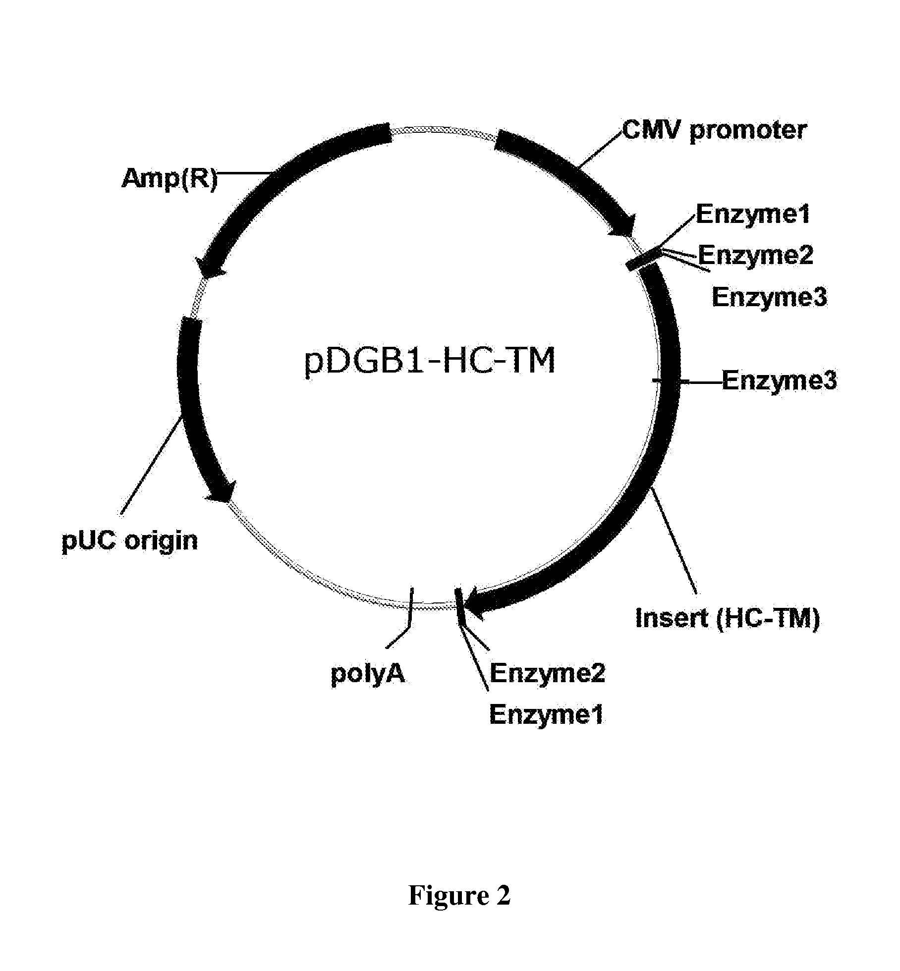High complexity mammalian display library and methods of screening