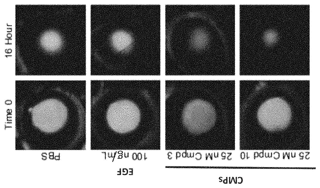 Collagen peptide-based medicament compositions and devices and methods of production and use thereof