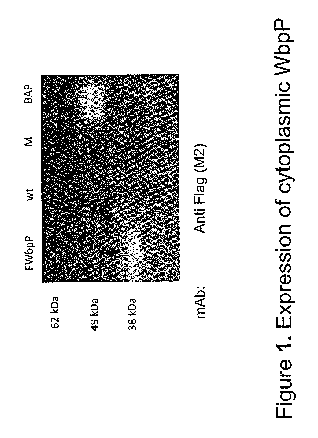 Methods for glyco-engineering plant cells for controlled human O-glycosylation
