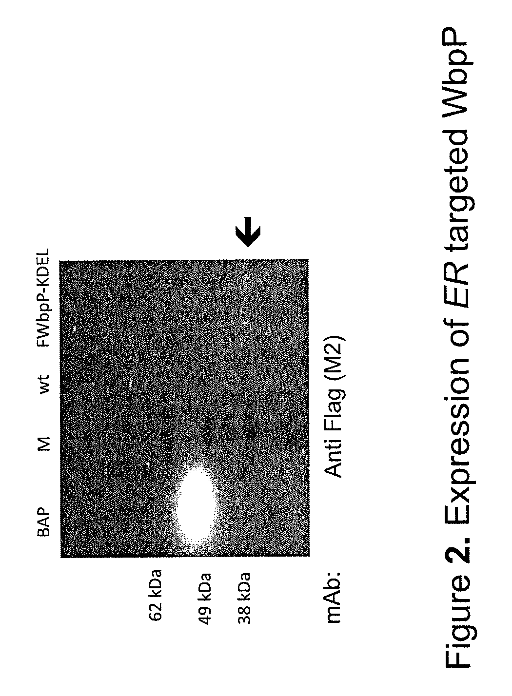 Methods for glyco-engineering plant cells for controlled human O-glycosylation
