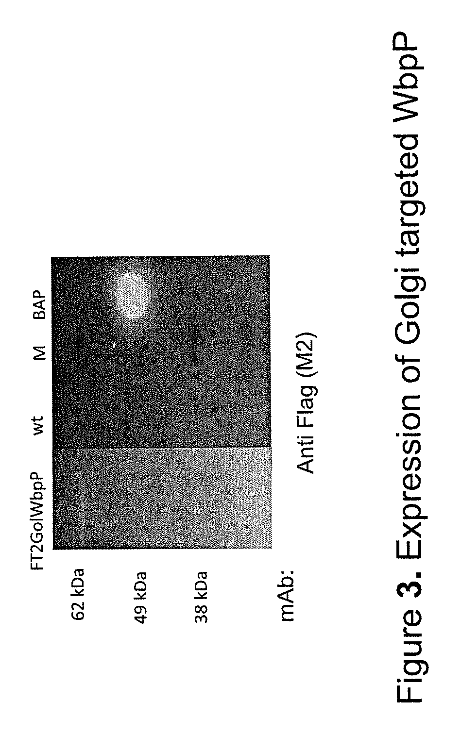 Methods for glyco-engineering plant cells for controlled human O-glycosylation