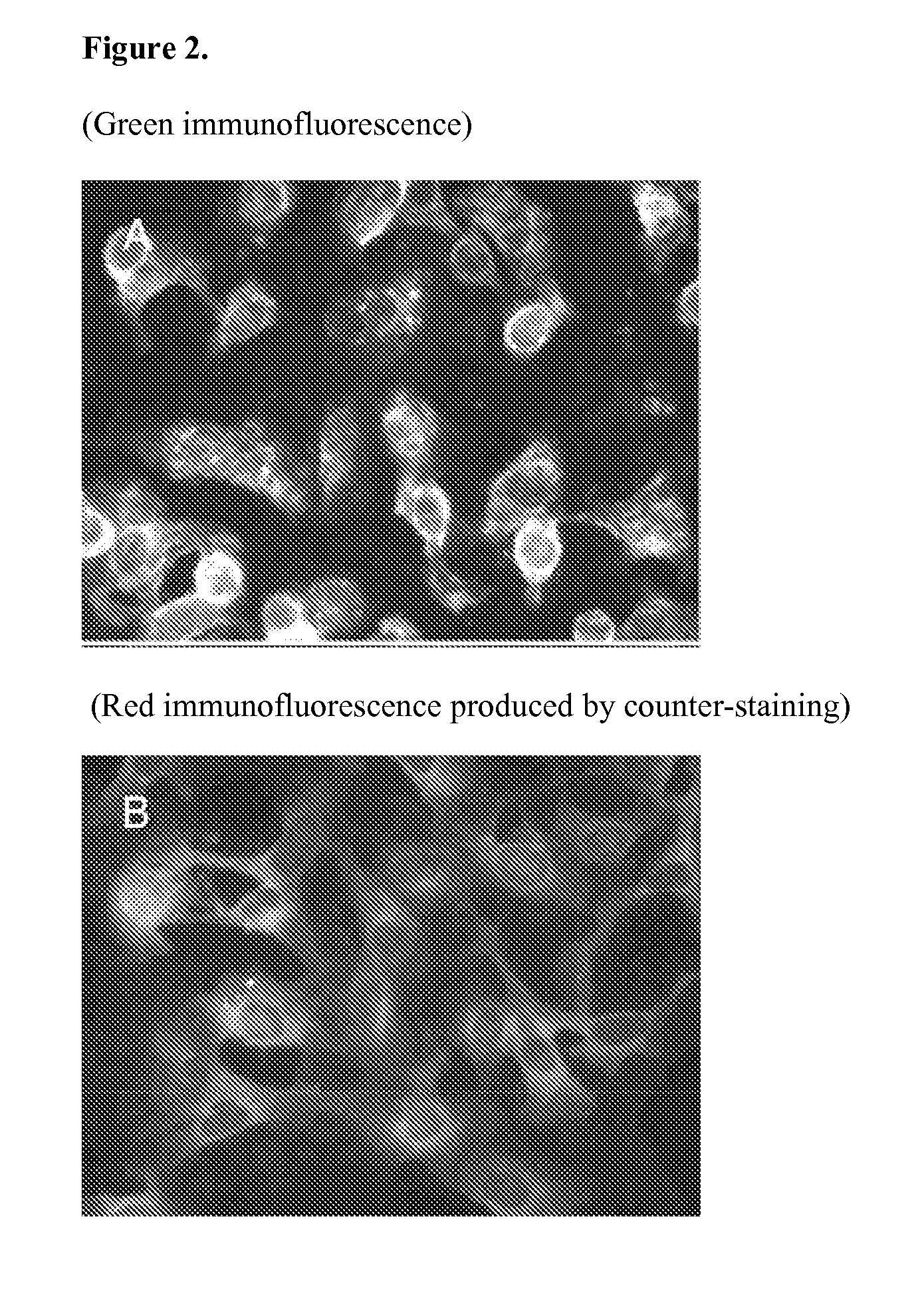 Pneumovirus compositions and methods for using the same