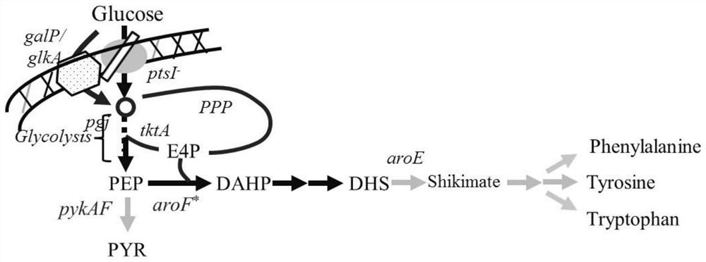 Production of 3-dehydroshikimic acid Escherichia coli recombinant strain and its construction method and application