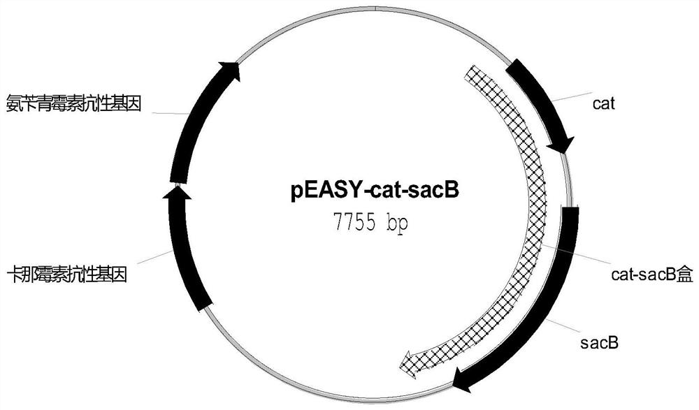 Production of 3-dehydroshikimic acid Escherichia coli recombinant strain and its construction method and application