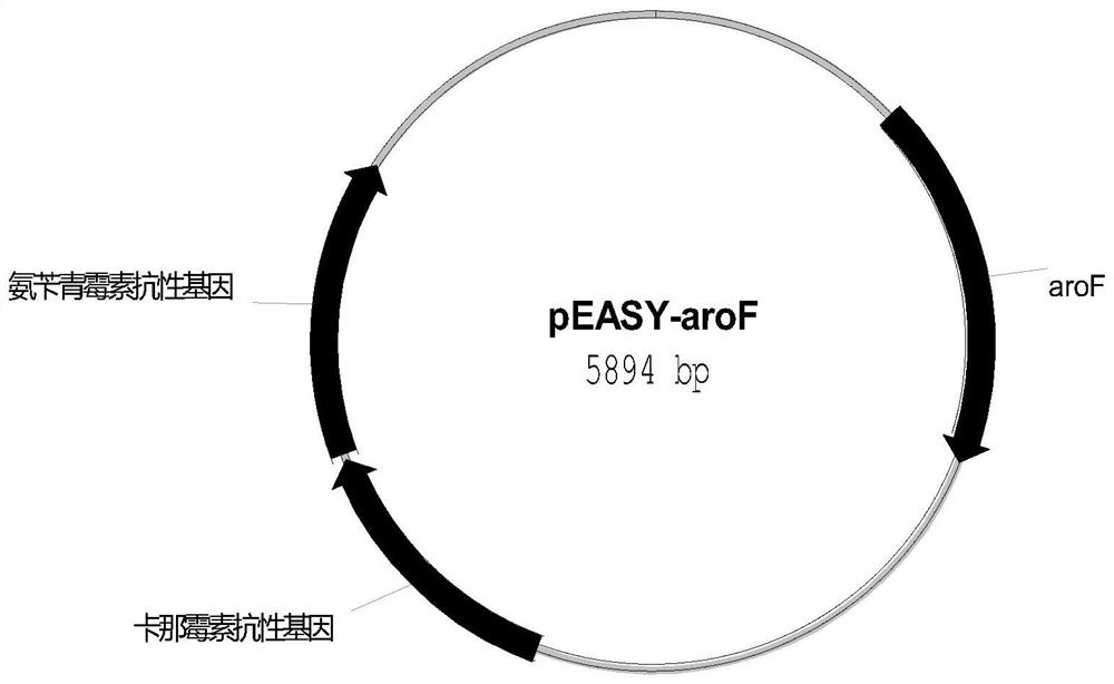 Production of 3-dehydroshikimic acid Escherichia coli recombinant strain and its construction method and application