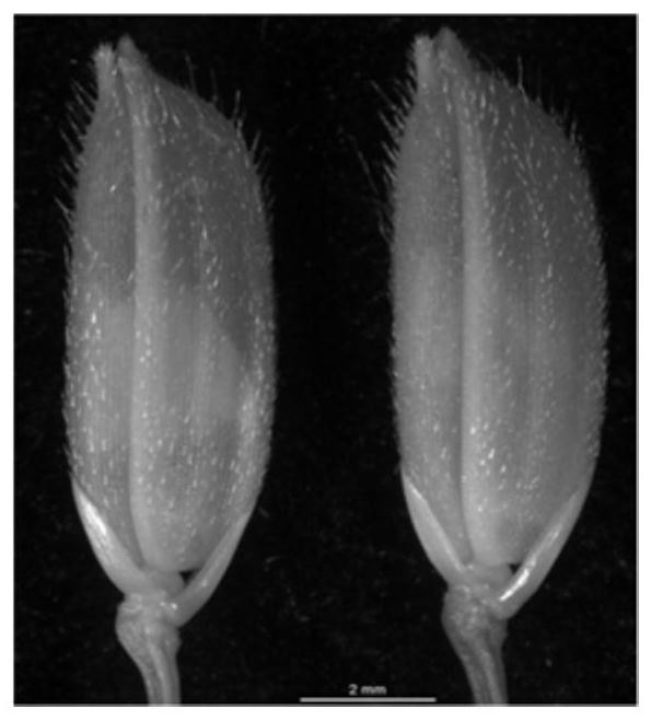 A kind of rice fertility regulation gene and its mutant and application