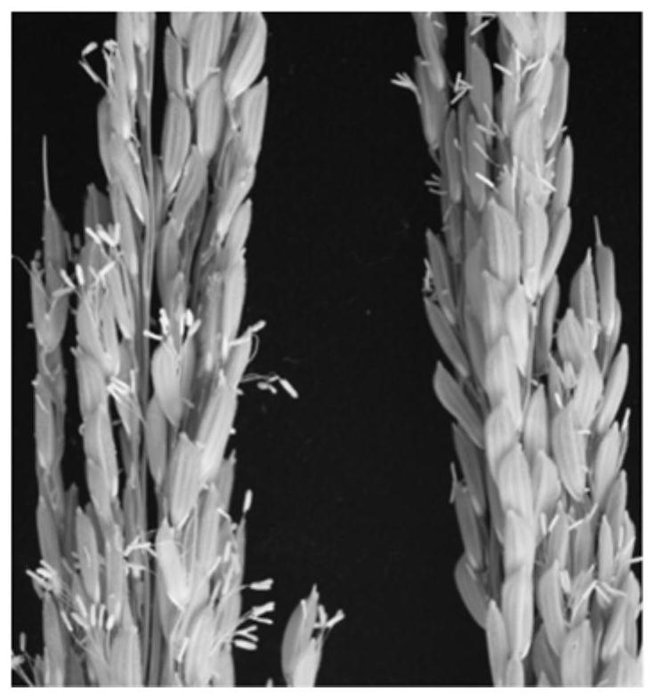 A kind of rice fertility regulation gene and its mutant and application