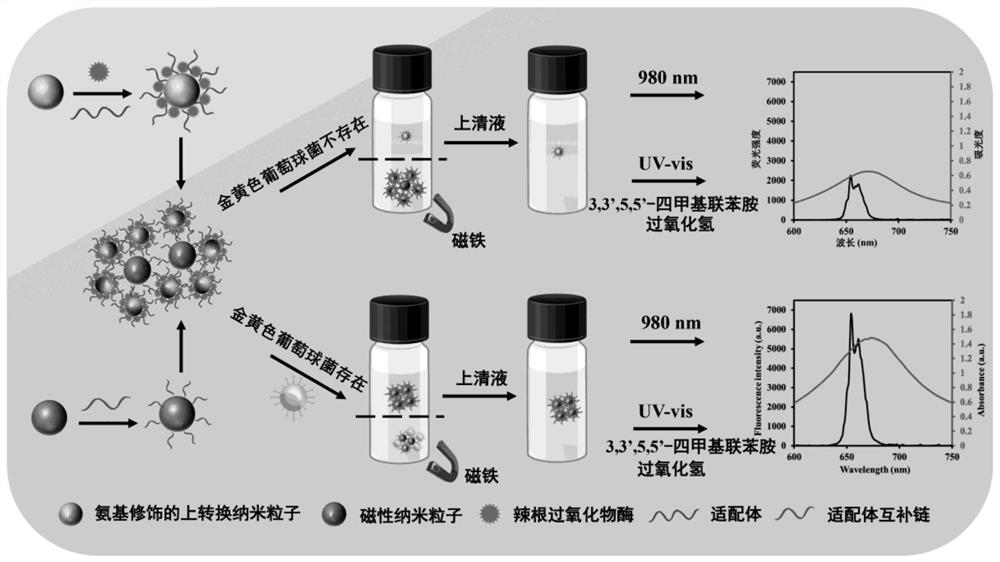 A dual-signal detection method for Staphylococcus aureus in food