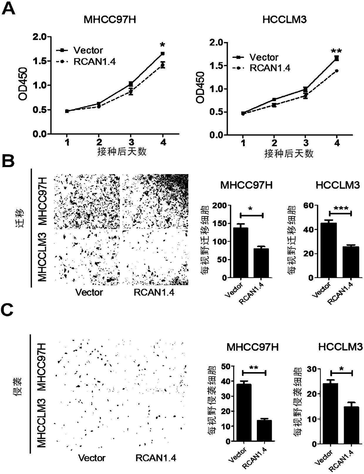 Applications of regulator of calcineurin 1.4 or analogues thereof in preparing medicines for inhibiting liver cancer