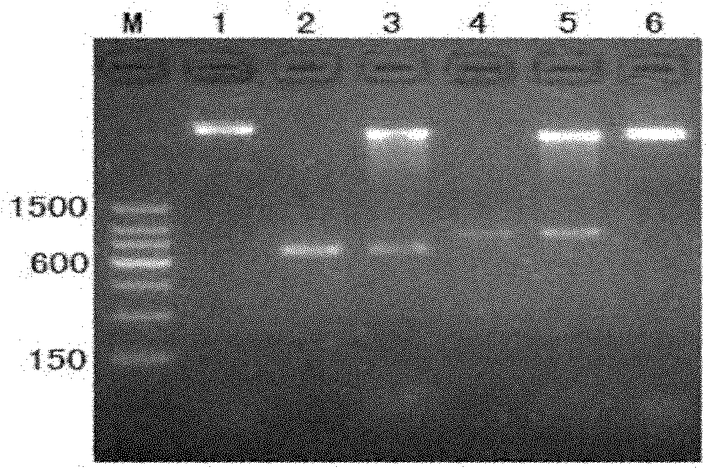 Fusion protein of tumor blood vessel targeted polypeptide and tissue factor and preparation method thereof