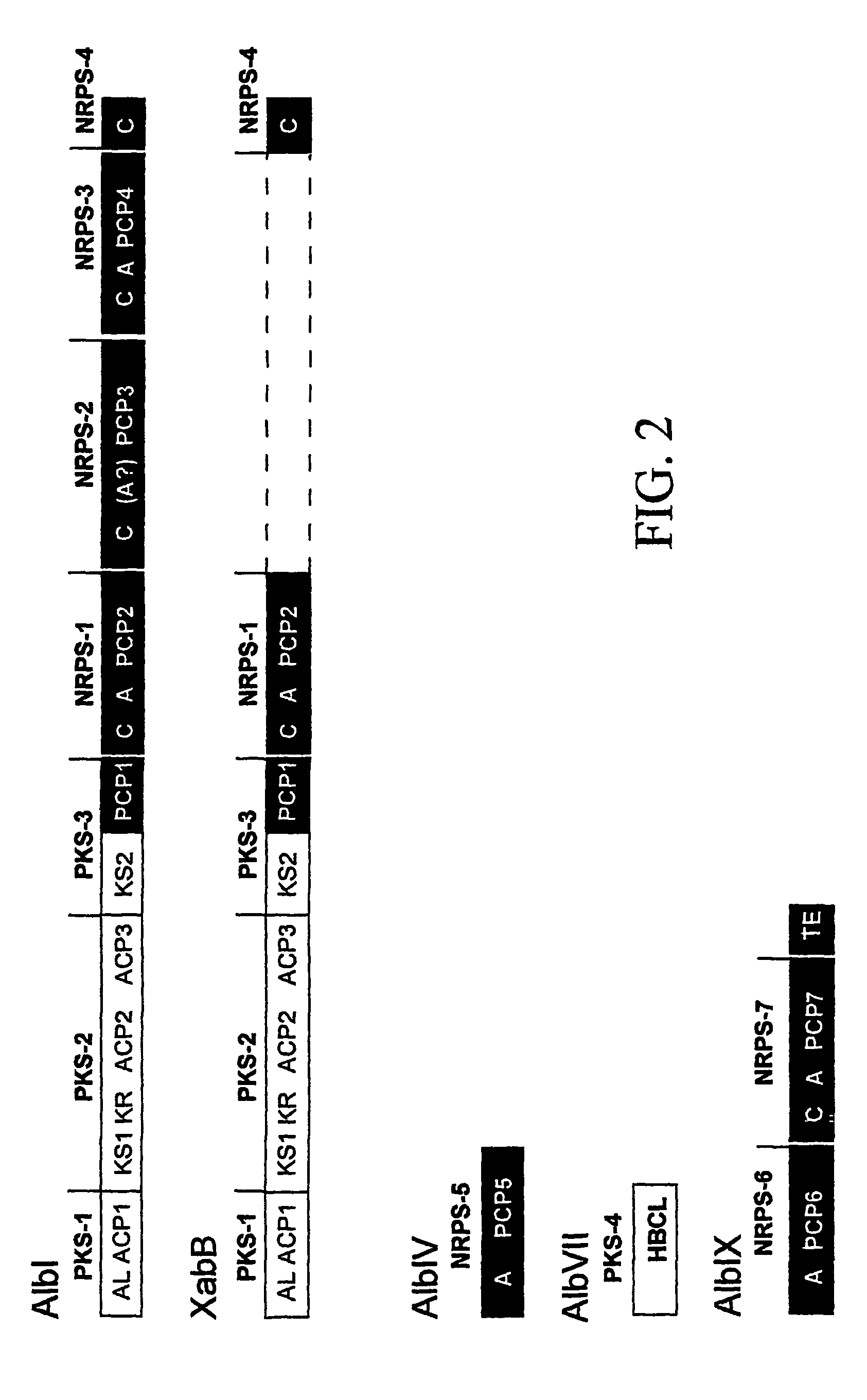 Biosynthetic genes and host cells for the synthesis of polyketide antibiotics and method of use