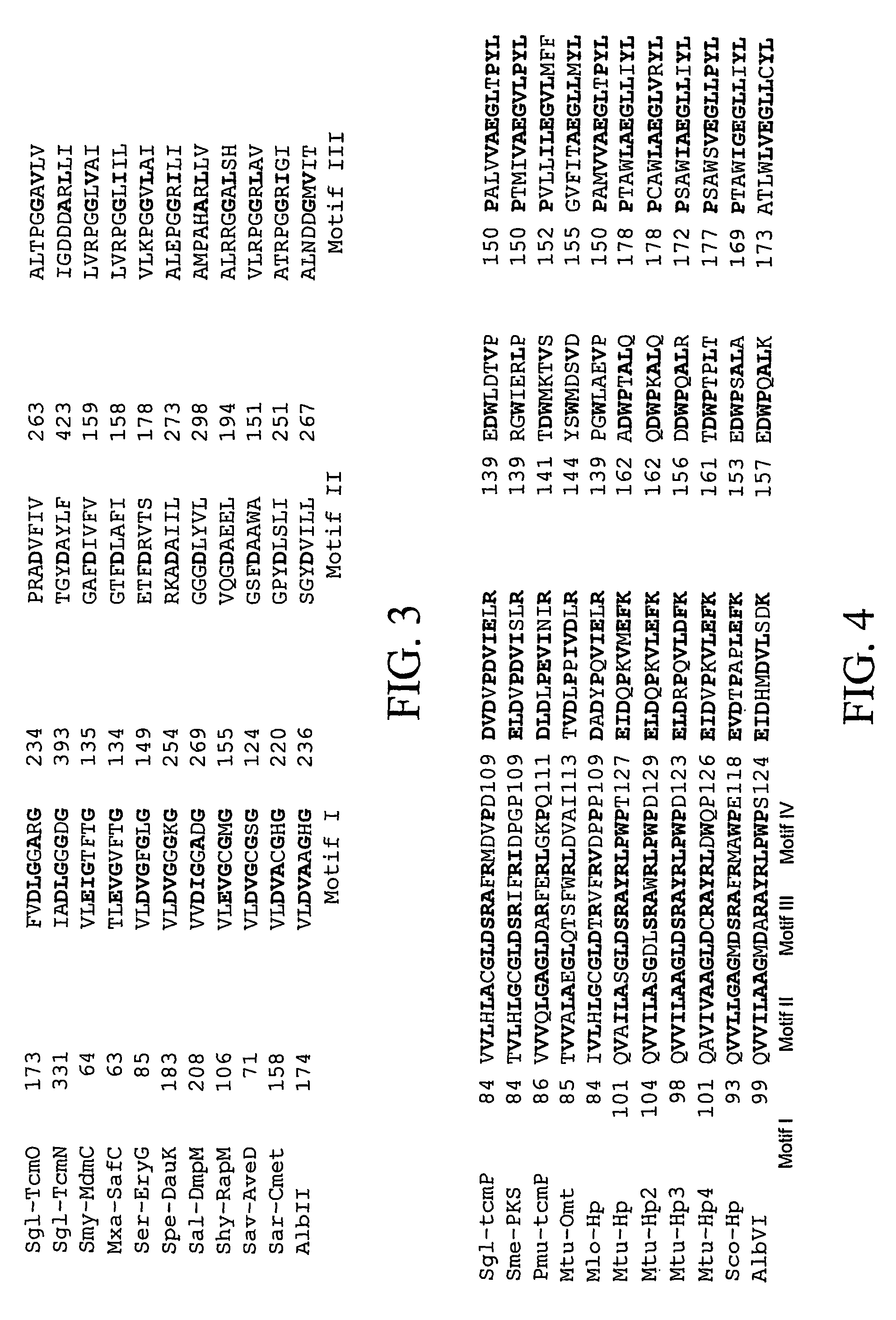 Biosynthetic genes and host cells for the synthesis of polyketide antibiotics and method of use