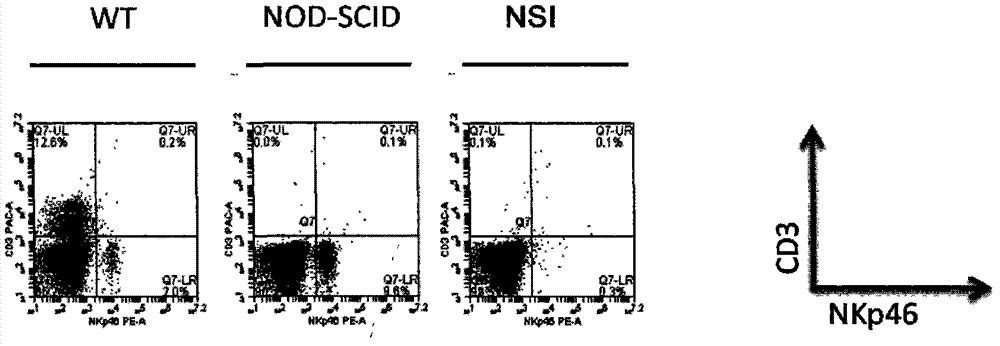 A method for establishing an immunodeficiency mouse model