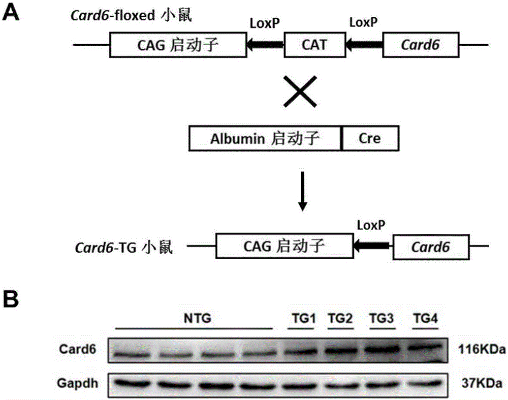 Application of Caspase recruitment domain protein 6 (Card6) in hepatic ischemia reperfusion injury