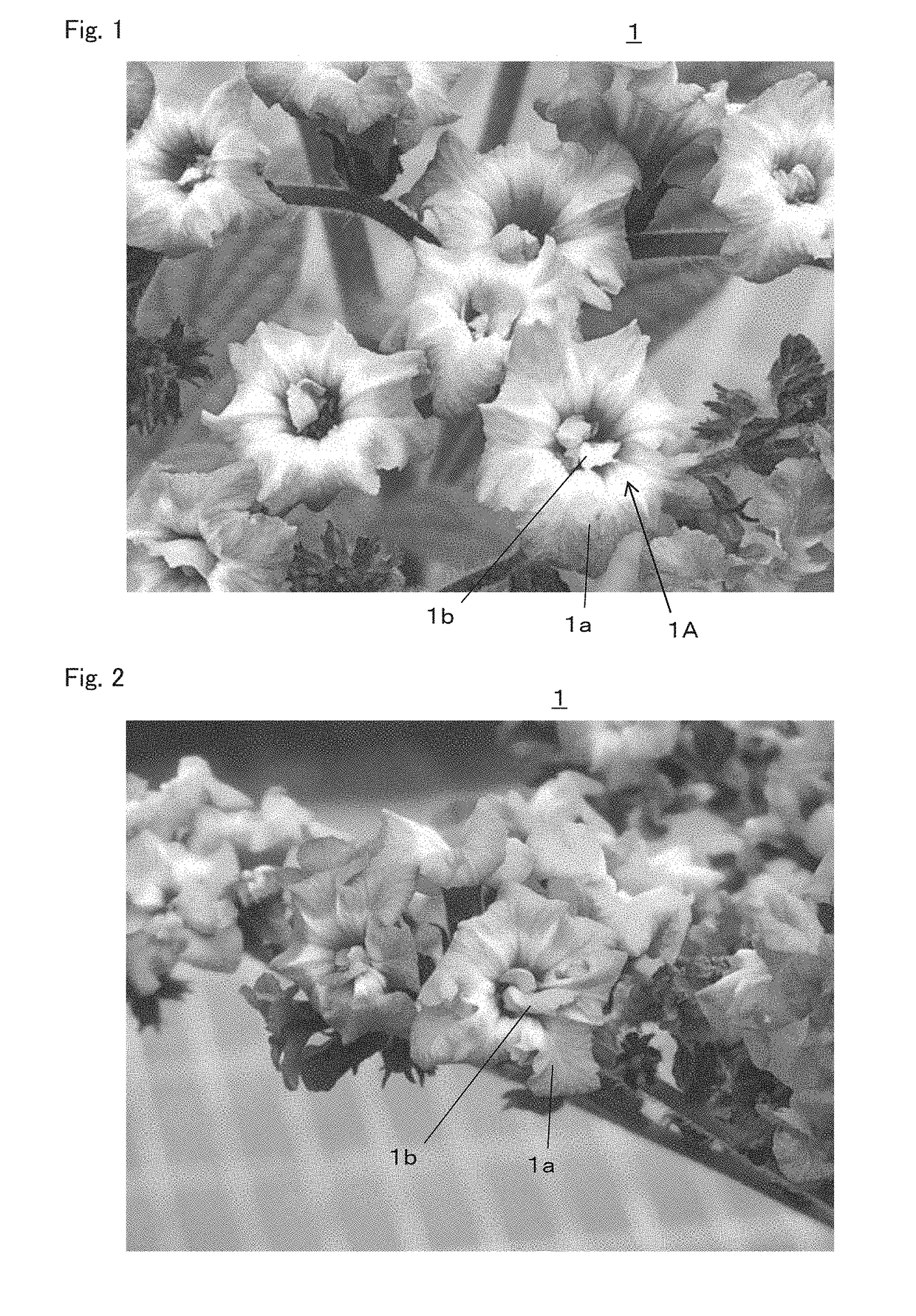 Heliotropium.arborescens plant with a larger number of petals and a method for producing the heliotropium plant