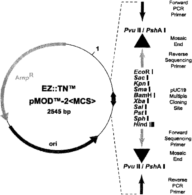 Method for constructing virus live vector recombinant vaccine by utilizing transposon