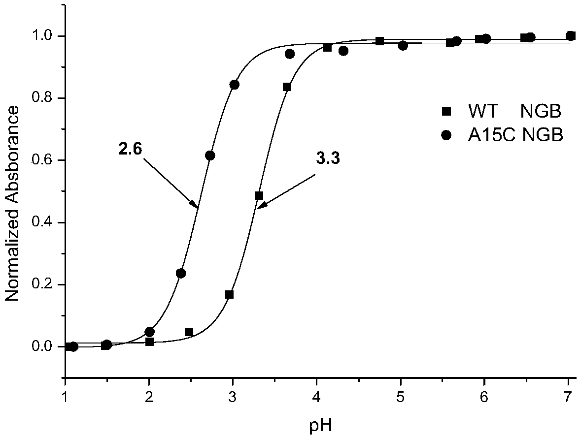 Neurored mutant protein and preparation method thereof