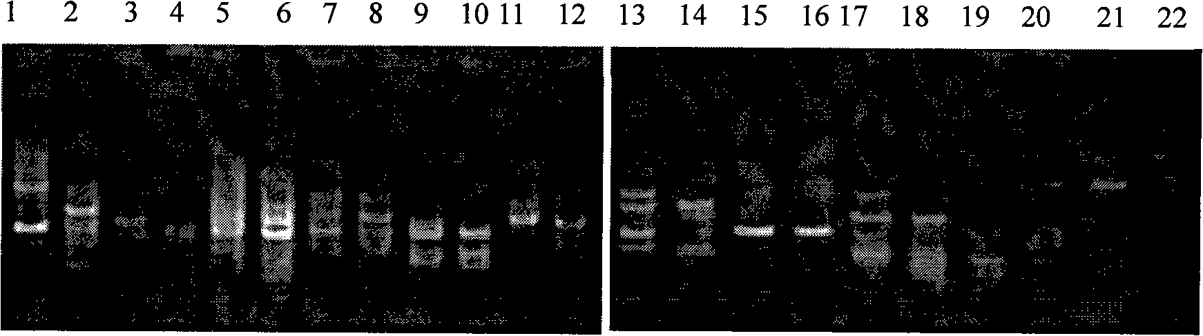 ISSR-SCARs marker for identifying main confusion matrix original dioscorea collettii hook.F. with chinese herb rhizoma dioscoreae hypoglaucae