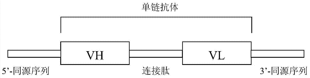 Anti-human papilloma virus L1 protein antibody, and coding gene and application thereof