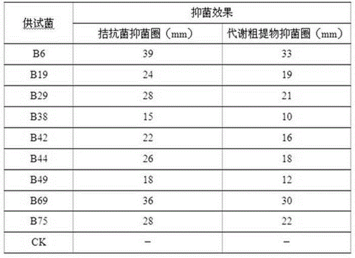 Alternaria alternate spore suspension liquid and application thereof