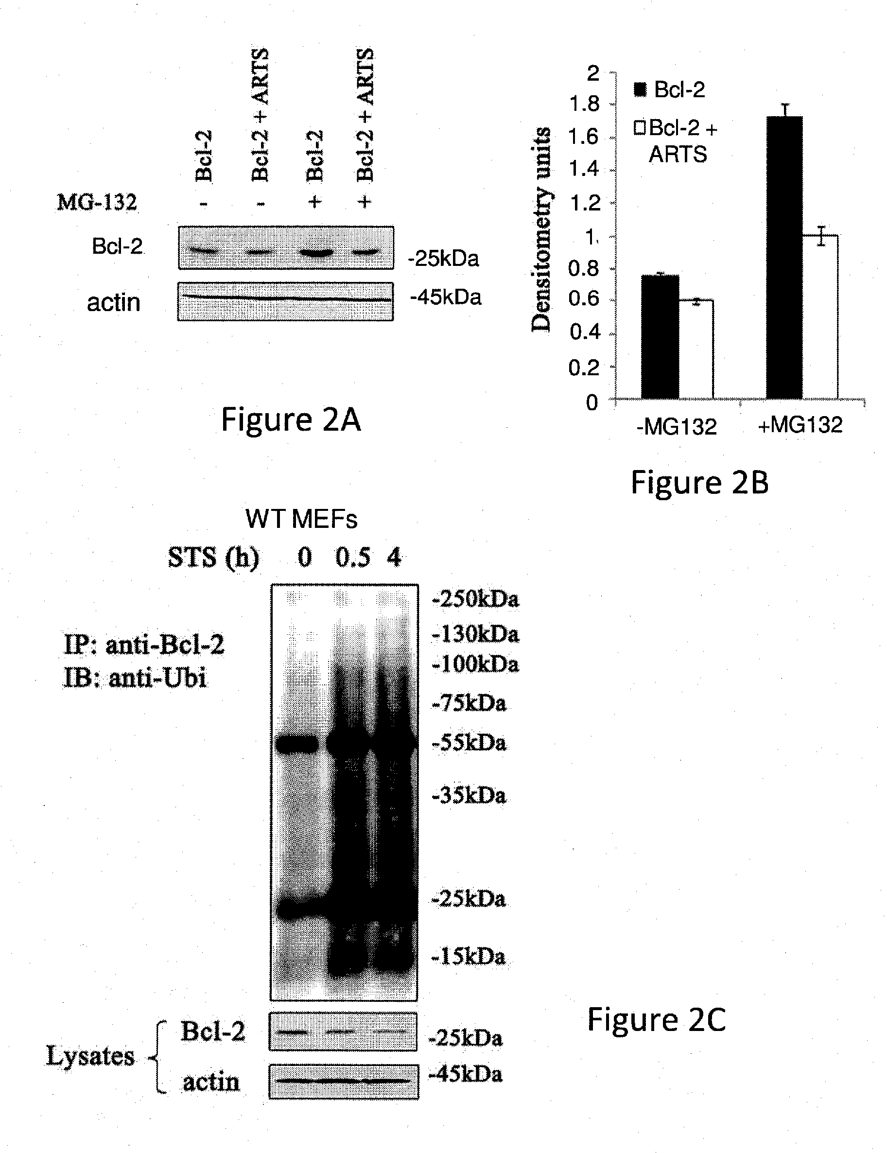 ANTAGONISTS OF Bcl-2 AND USES THEREOF IN INDUCTION OF APOPTOSIS