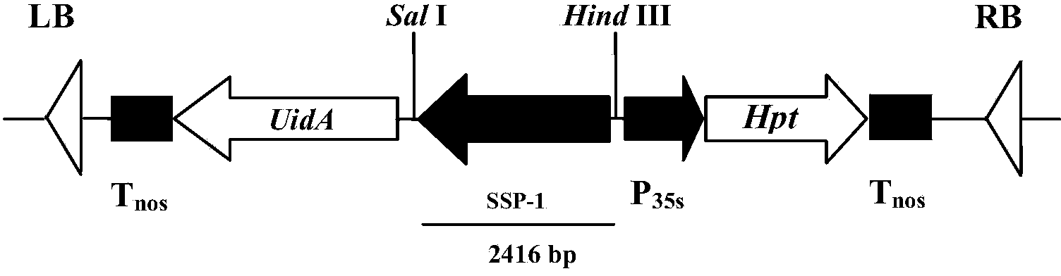 Rice-derived endosperm specific expression promoter and application thereof