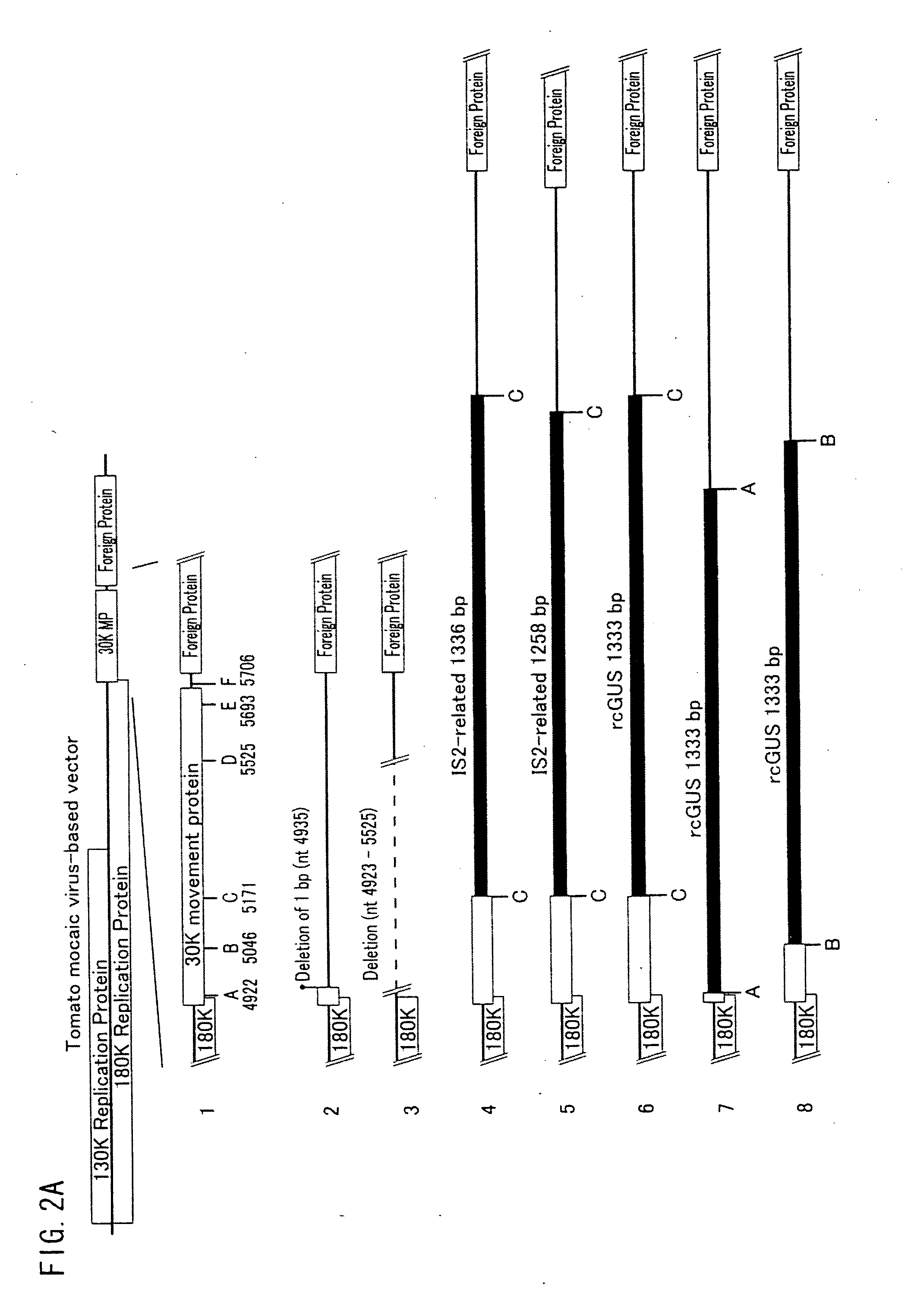 Virus vector and use thereof