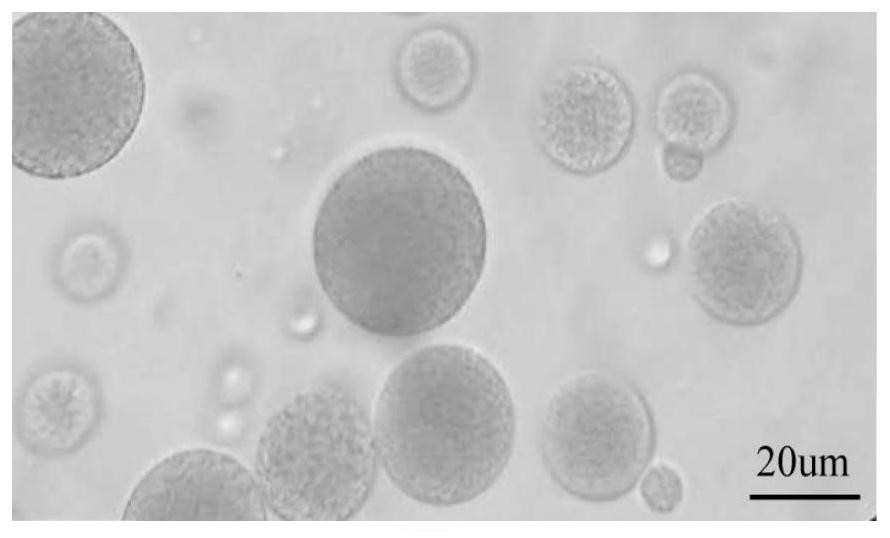 A kind of liraglutide multivesicular liposome and its preparation method and application