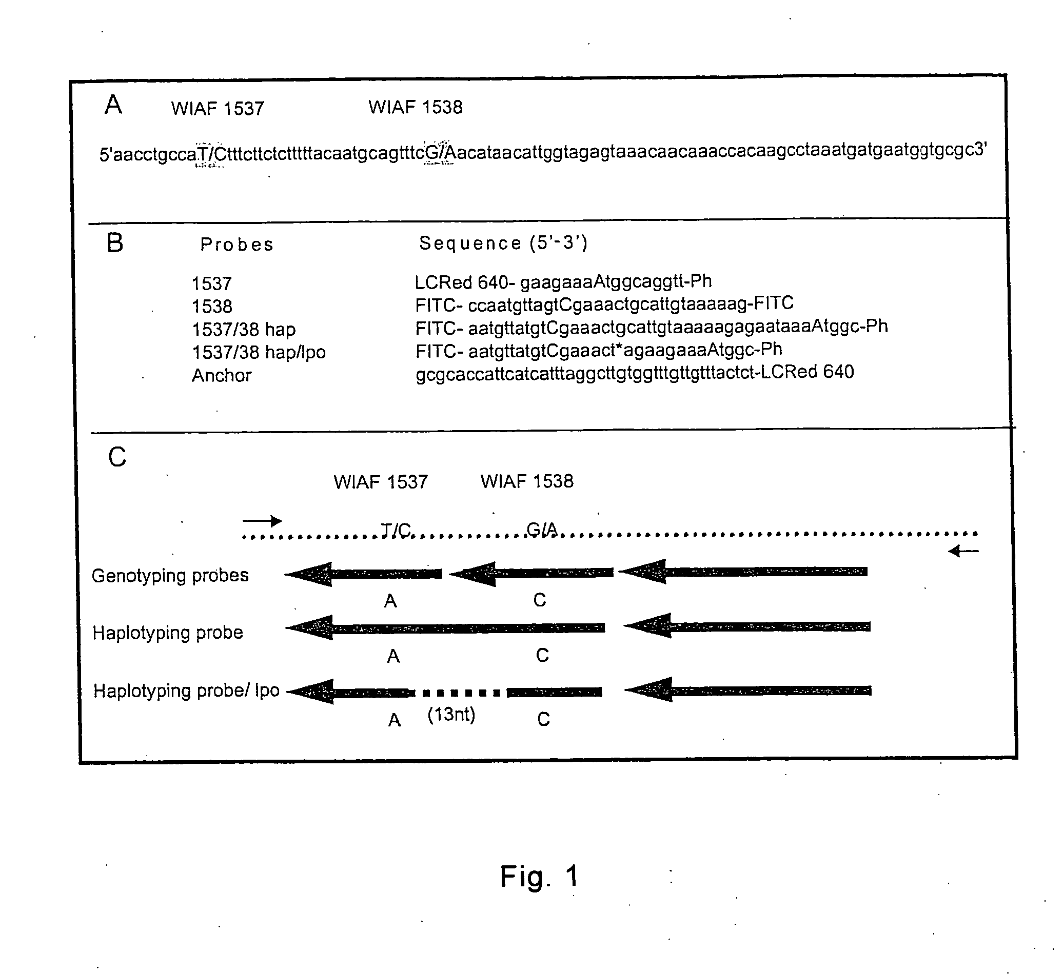 Method for haplotyping and genotyping by melting curve analysis of hybridization probes